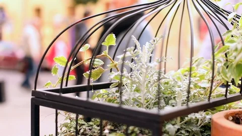 Closeup macro view of decorative metal cage with beautiful green plant inside an 스톡 동영상 117133898