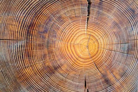Closeup macro view of end cut wood tree section with cracks and annual rings. 스톡 사진