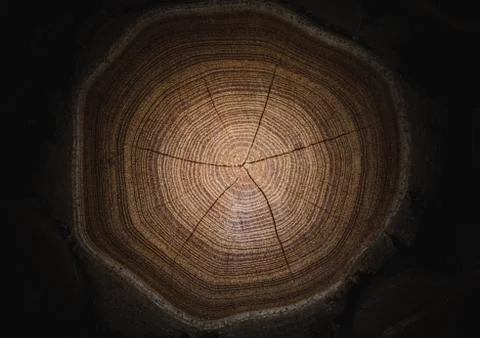 Closeup macro view of end cut wood tree section with cracks and annual rings. Stock Photos