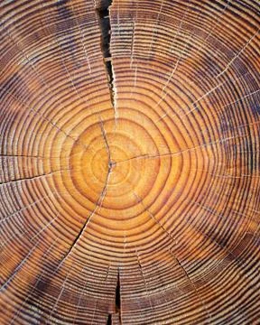 Closeup macro view of end cut wood tree section with cracks and annual rings. Stock Photos