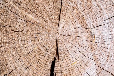 Closeup macro view of end cut wood tree section with cracks and annual rings Stock Photos