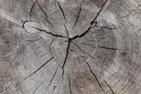 Closeup macro view of end cut wood tree section with cracks and annual rings. Stock Photos