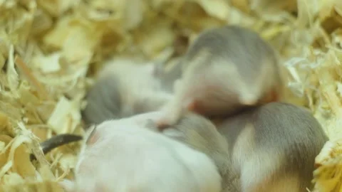 Closeup macro view of few small newborn domestic hamsters babies in den of Stock Footage 149732415