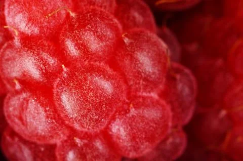 Closeup macro view of fresh raspberries Stock Photos