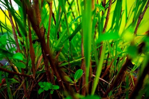 Closeup Macro View of Green Trees, Small Plants In Tub Soil Stock Photos
