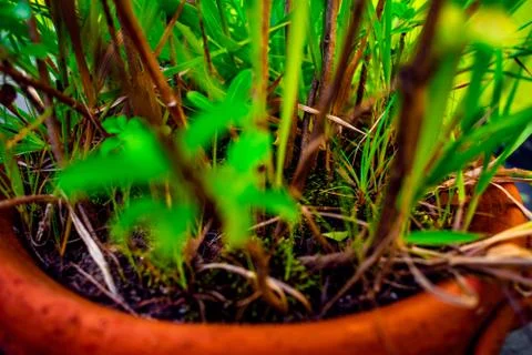 Closeup Macro View of Green Trees, Small Plants In Tub Soil Stock Photos