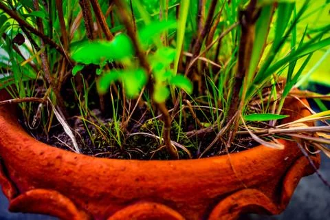 Closeup Macro View of Green Trees, Small Plants In Tub Soil Stock Photos
