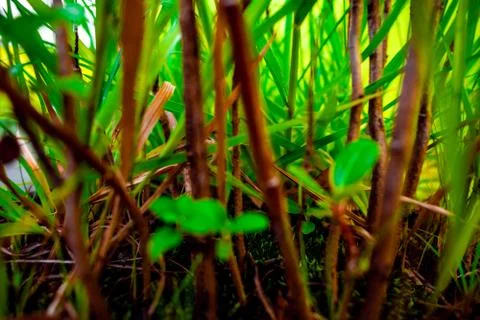 Closeup Macro View of Green Trees, Small Plants In Tub Soil Stock Photos