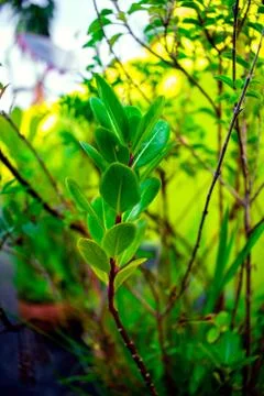 Closeup Macro View of Green Trees, Small Plants In Tub Soil Stock Photos