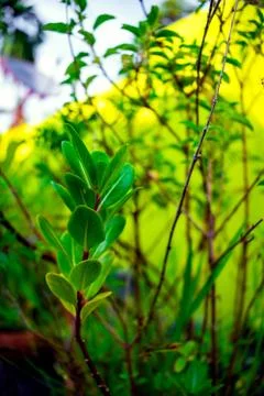 Closeup Macro View of Green Trees, Small Plants In Tub Soil Stock Photos