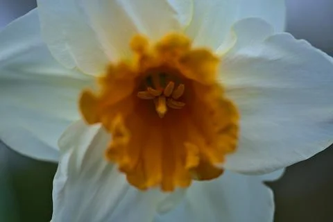 Closeup macro view of spring white daffodils (Narcissus) with orange corolla Stock Photos