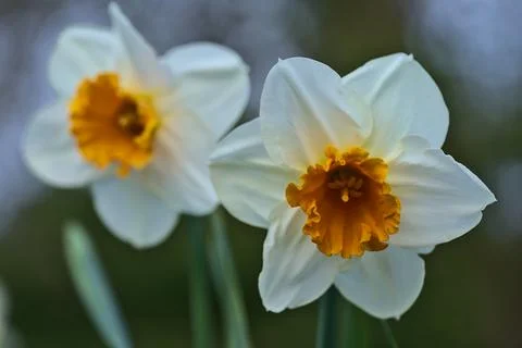 Closeup macro view of spring white daffodils (Narcissus) with orange corolla Stock Photos