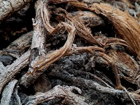Closeup macro view of tangled dry woody plant roots and fibrous vine textur.. Stock Photos