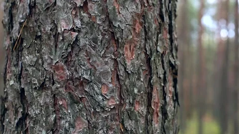 Closeup macro view of tree bark with beautiful green autumn forest on background Video stock 137942580