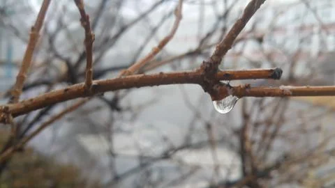Closeup macro view of tree branches with water drop dripping in autumn season Stock Photos