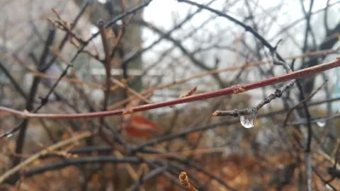 Closeup macro view of tree branches with water drop dripping in autumn season Stock Photos
