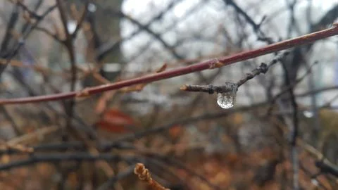 Closeup macro view of tree branches with water drop dripping in autumn season Stock Photos
