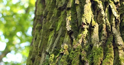 Closeup macro view of tree trunk in summer sunny forest park. Nature reserve. Stock Footage 115939849