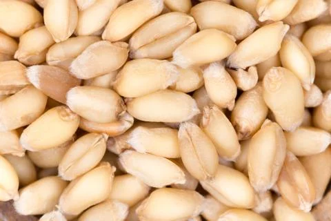 Closeup macro wheat grains background agriculture Foto stock