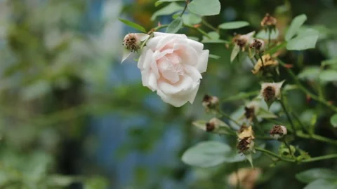 Closeup macro white rose flower blossom during the day Stock Footage 202300967