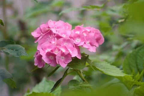Closeup of magenta bigleaf hydrangea in bloom with selective focus on foregro Stock Photos