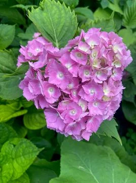 Closeup of magenta bigleaf hydrangea flower with selective focus on foregroun Foto stock