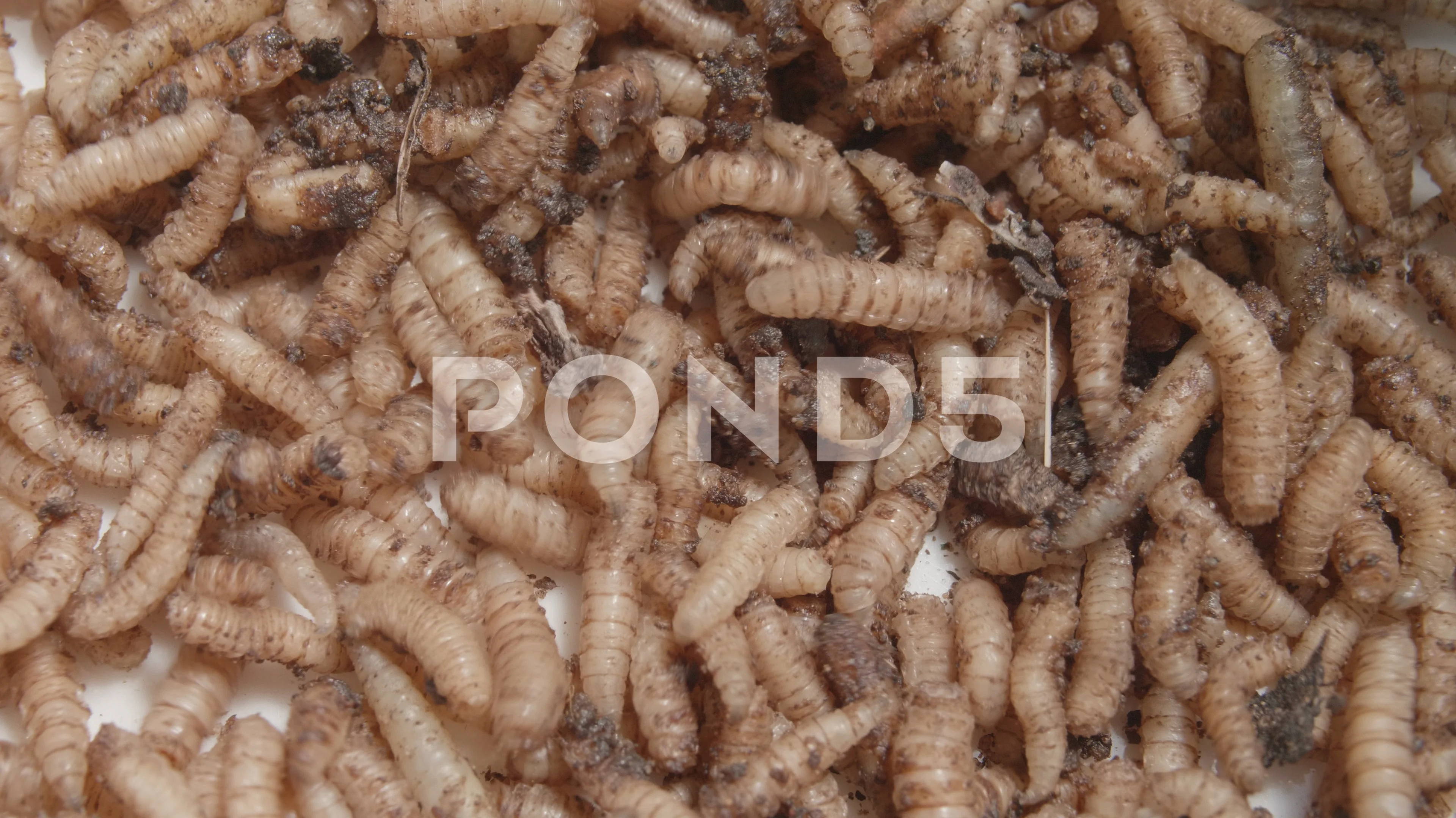 Closeup Maggots Squirming Around, Stock Video