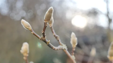 Closeup of Magnolia Bud With Fluffy Bract and Sunflare Stock Footage 171686853