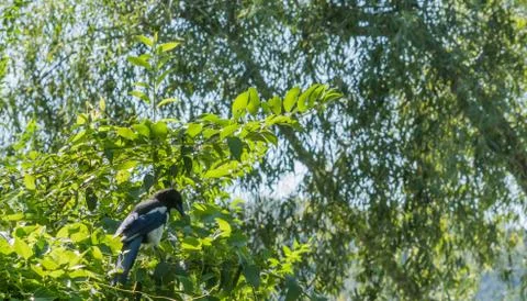 Closeup of magpie perched in a tree Stock Photos