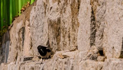 Closeup of magpie perched on a wall Stock Photos