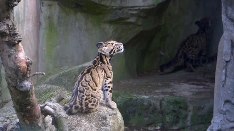 Clouded Leopard Stock Videos – Royalty-Free HD & 4K Videos | Pond5