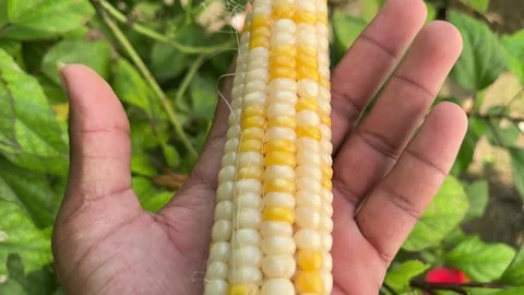 Closeup of Maize Cob with Mixed White and Orange Kernels Видео 317625438