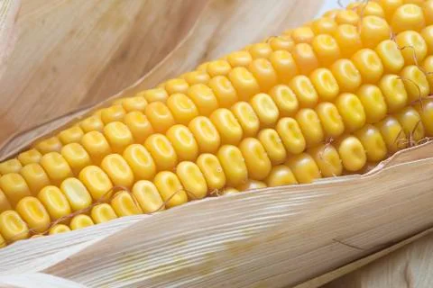 Closeup from maize ears. Stock Photos