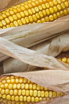 Closeup from maize ears. Stock Photos