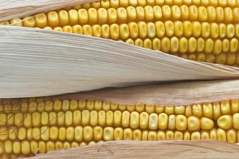 Closeup from maize ears. Stock Photos