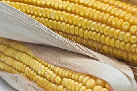 Closeup from maize ears. Stock Photos