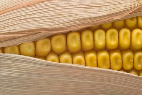 Closeup from maize ears. Stock Photos