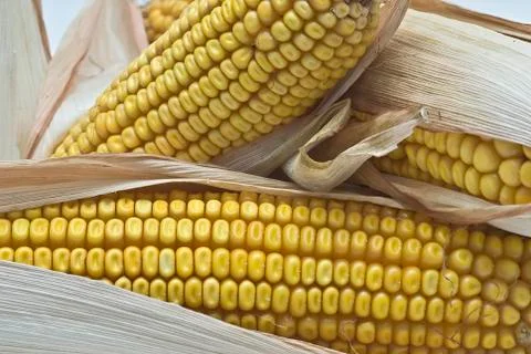 Closeup from maize ears. Stock Photos