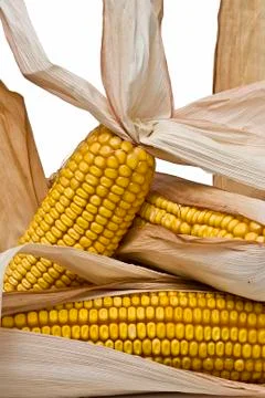 Closeup from maize ears. Stock Photos