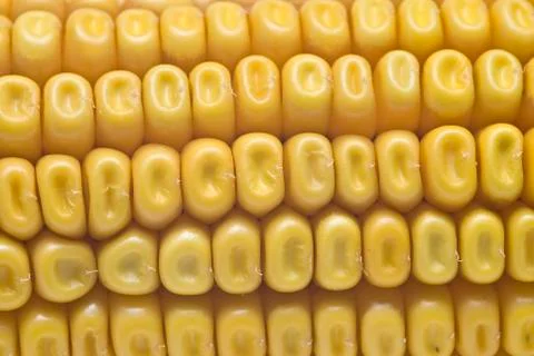 Closeup from maize ears. Stock Photos