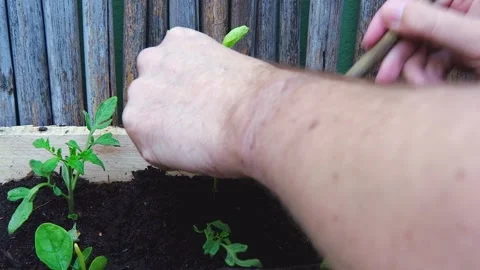 Closeup male hands dig with tiny spade to plant seedling in garden box Stock Footage 319836253