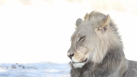 Closeup of a male lion's face while the cat is resting in the shade during the Stock Footage 345924801