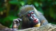 Closeup Of Male Mandrill Monkey At The Zoo. Fullhd Video Stock Footage