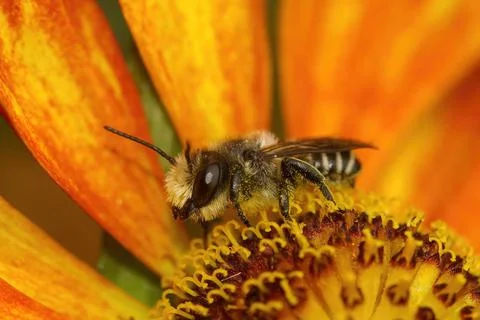 Closeup on a male patchwork leafcutter bee , Megachile centuncularis on an orang 스톡 사진