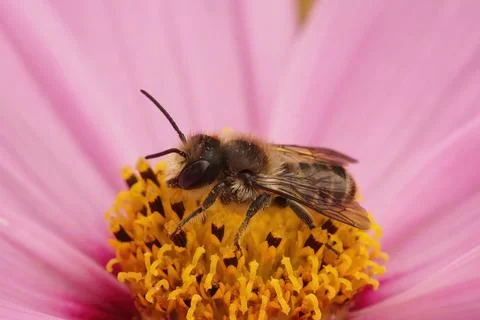 Closeup on a male Patchwork leafcutter bee, Megachile centuncularis on pink Cosm Fotos de archivo