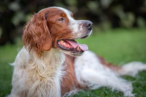 Closeup of a Male Pointer-Setter in a park Stock Photos