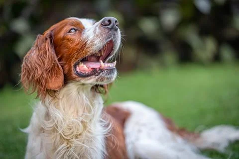 Closeup of a Male Pointer-Setter in a park Stock Photos