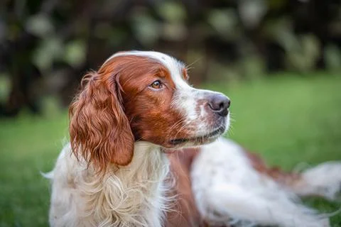 Closeup of a Male Pointer-Setter in a park Stock Photos