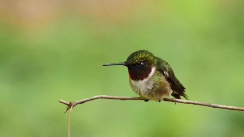 Closeup of Male Ruby Throated Hummingbird Vídeo Stock 88922233