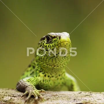Closeup of male sand lizard Stock Photos